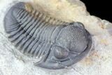 Gerastos Trilobite Fossil - Well Prepared #86396-2